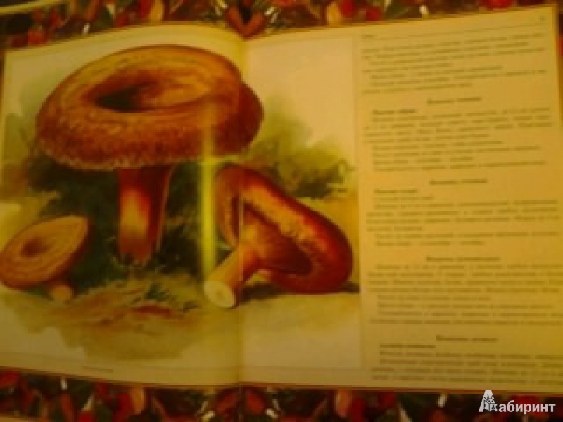 Иллюстрация 17 из 22 для Русский лес. Грибы и ягоды | Лабиринт - книги. Источник: anna4332