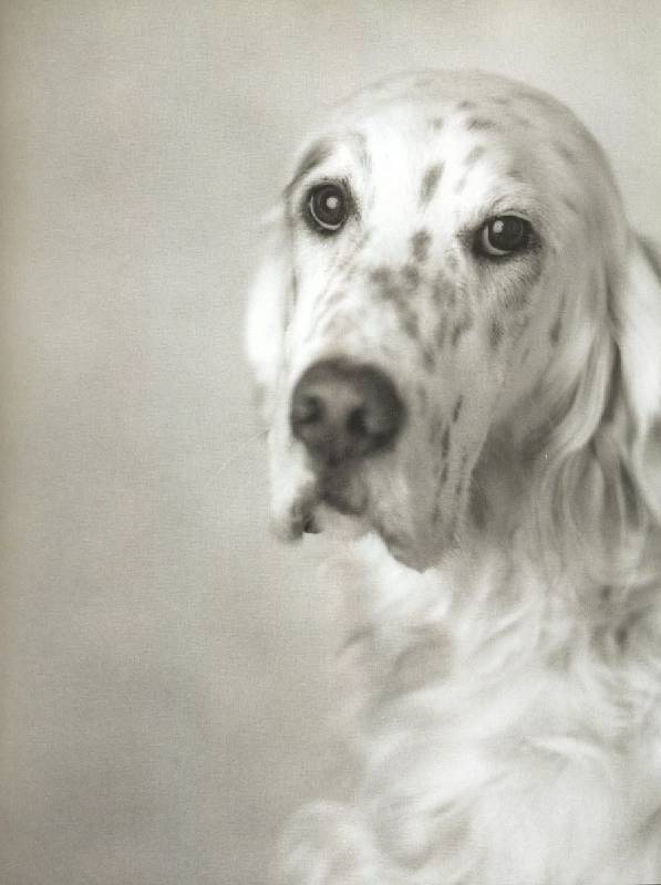 Иллюстрация 15 из 18 для 101 фотогерой. С любовью к собакам - Рейчел Хэйл | Лабиринт - книги. Источник: ЛиС-а
