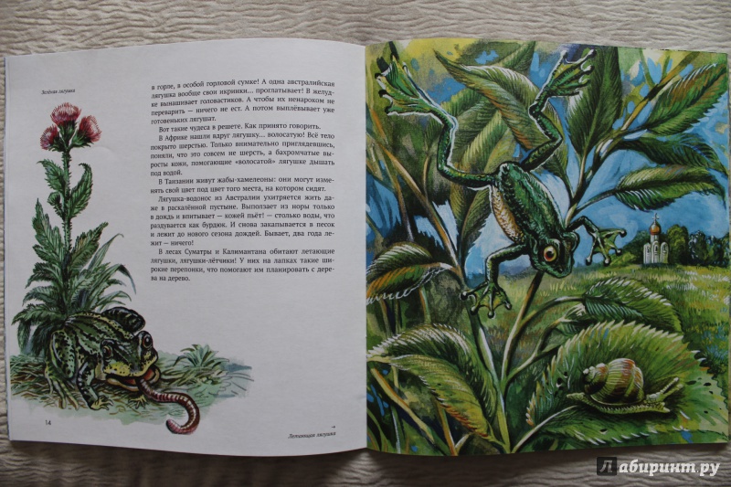 Иллюстрация 61 из 74 для Земноводные - Николай Сладков | Лабиринт - книги. Источник: По страницам детских книг