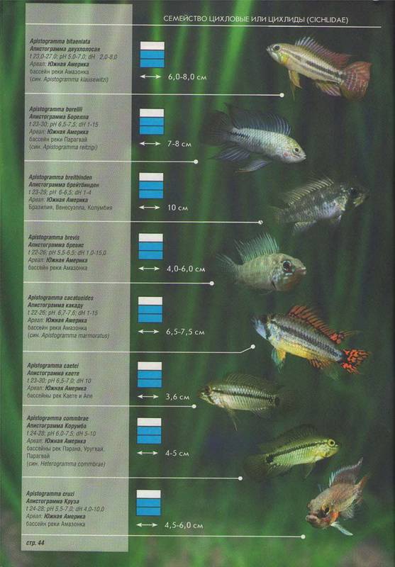 Иллюстрация 26 из 28 для Все об аквариумных рыбках. Атлас-справочник | Лабиринт - книги. Источник: Ялина