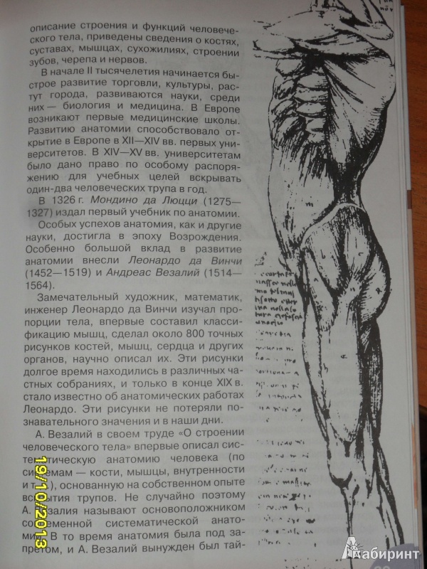 Иллюстрация 17 из 30 для Биология. Человек. 8 класс. Учебник - Сонин, Сапин | Лабиринт - книги. Источник: Ankosik