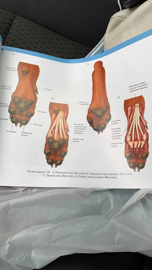 Иллюстрация 14 из 15 для Атлас анатомии мелких домашних животных - Маккракен, Кайнер | Лабиринт - книги. Источник: Лабиринт
