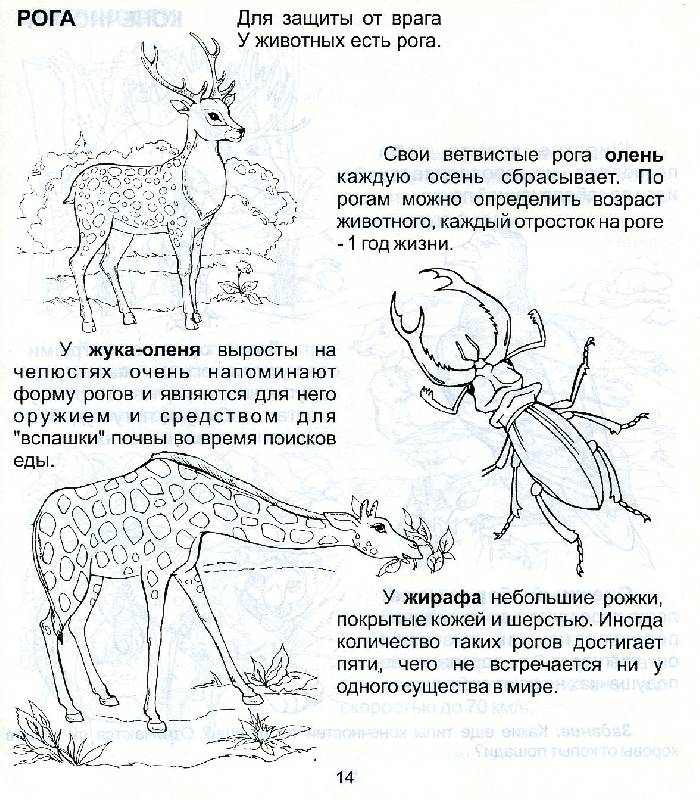 Иллюстрация 1 из 3 для Мир животных. Для детей 5-7 лет (939) | Лабиринт - книги. Источник: РИВА