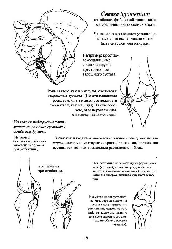 Иллюстрация 12 из 19 для Как работает тело. Позвоночник, суставы и мышцы - Бландин Кале-Жермен | Лабиринт - книги. Источник: Юта