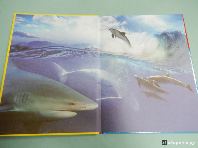Иллюстрация 3 из 32 для Киты, дельфины и акулы - Дмитрий Кошевар | Лабиринт - книги. Источник: dbyyb