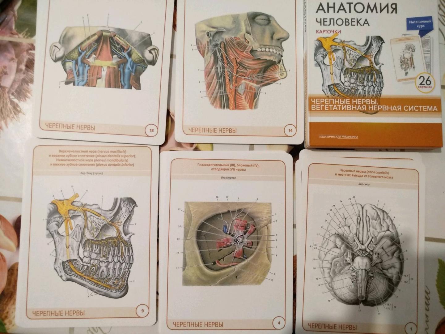 Иллюстрация 7 из 7 для Анатомия человека.Черепные нервы. Карточки (26 шт) - Сапин, Николенко, Тимофеева | Лабиринт - книги. Источник: Татенко  Валентина