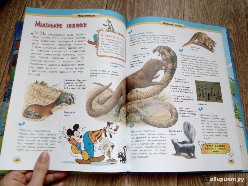 Иллюстрация 20 из 25 для Млекопитающие | Лабиринт - книги. Источник: Oksana