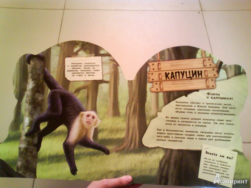 Иллюстрация 4 из 13 для Дикие животные. Умные обезьяны | Лабиринт - книги. Источник: Мила