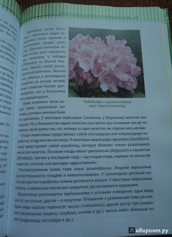 Иллюстрация 20 из 30 для Вересковый сад в ландшафтном дизайне - Татьяна Курлович | Лабиринт - книги. Источник: Rose
