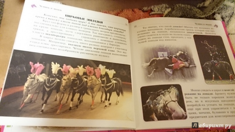 Иллюстрация 4 из 18 для Самое интересное о... лошадях | Лабиринт - книги. Источник: Васина  Светлана Григорьевна