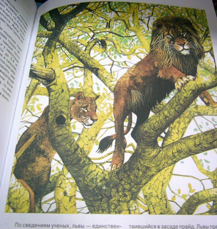 Иллюстрация 21 из 37 для Энциклопедия животных | Лабиринт - книги. Источник: Nika