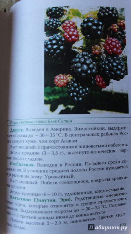 Иллюстрация 16 из 16 для Вкусные ягоды в вашем саду - Рассоха, Купличенко | Лабиринт - книги. Источник: Катерина