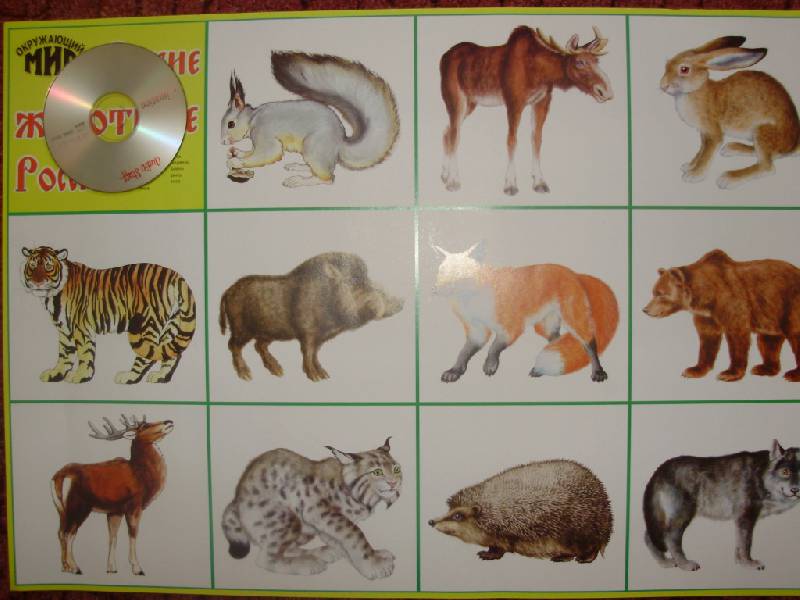 Иллюстрация 10 из 11 для Плакат "Дикие животные России" (50х70 см) | Лабиринт - книги. Источник: Диковинка