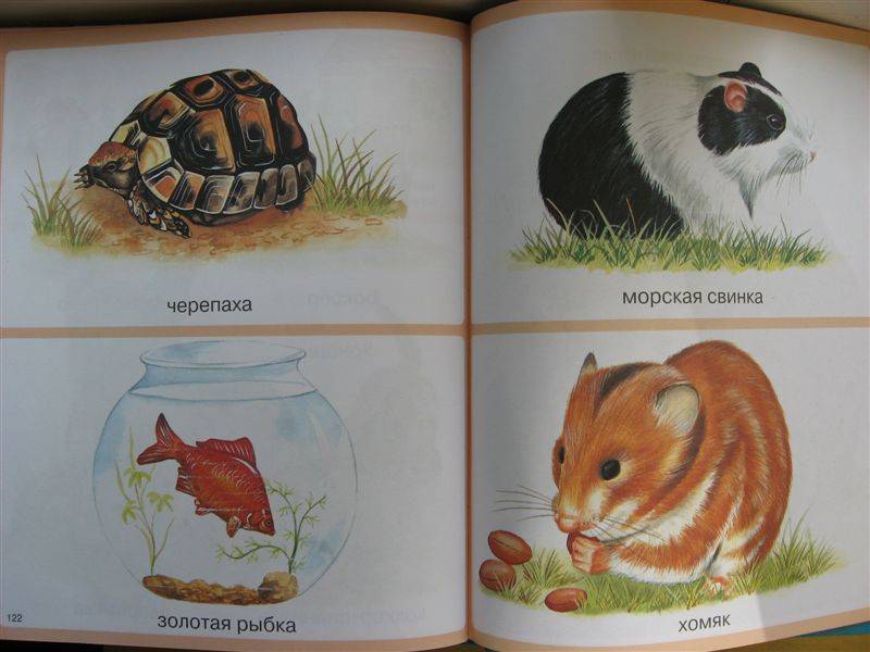 Иллюстрация 5 из 35 для Животные - Мари-Рене Пимон | Лабиринт - книги. Источник: Юта