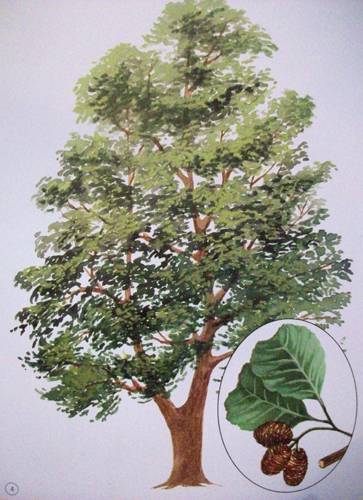 Иллюстрация 5 из 12 для Демонстрационный материал: Деревья, кусты, грибы | Лабиринт - книги. Источник: Иванна