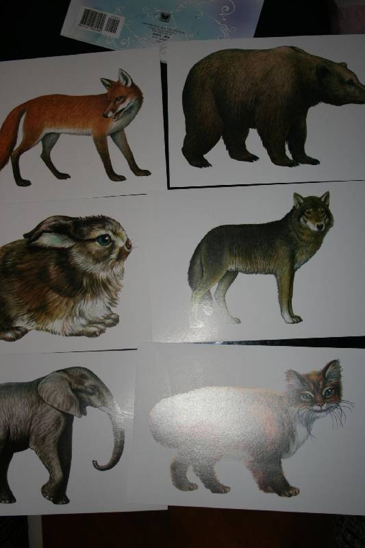 Иллюстрация 8 из 31 для Животные. Комплект тематических карточек по английскому языку | Лабиринт - книги. Источник: Счастливая мама