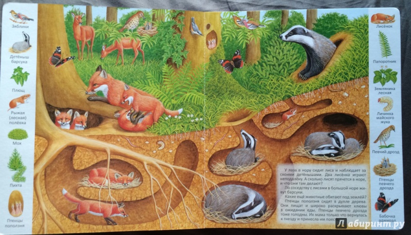 Иллюстрация 6 из 39 для Где обитают животные? | Лабиринт - книги. Источник: Белова  Наталия