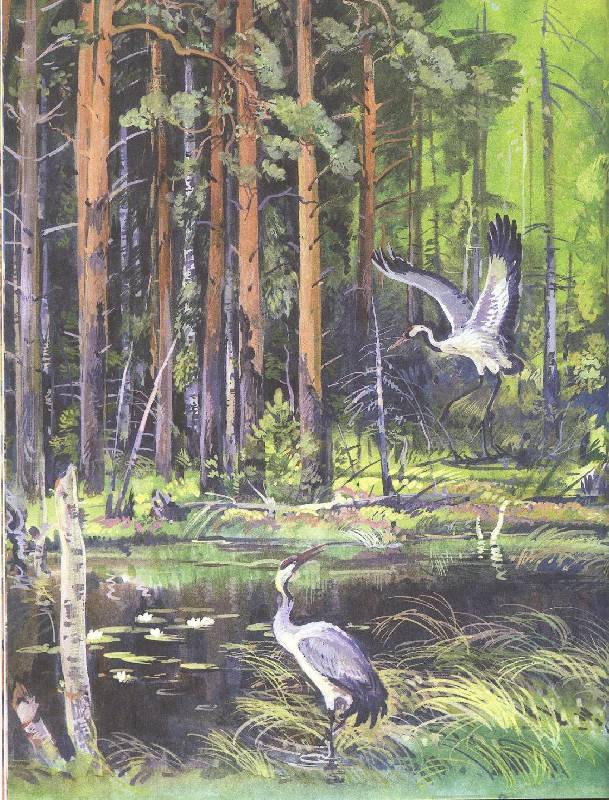 Иллюстрация 24 из 32 для Русский лес - Иван Соколов-Микитов | Лабиринт - книги. Источник: Igra