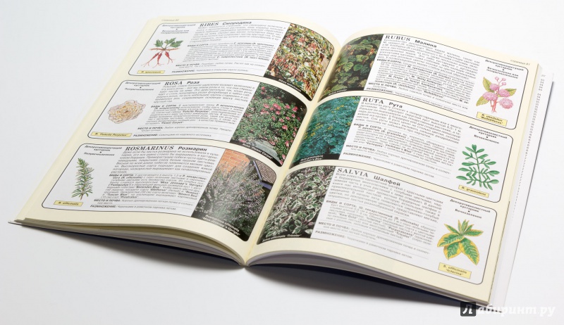 Иллюстрация 17 из 25 для Все о хвойных и вечнозеленых растениях - Дэвид Хессайон | Лабиринт - книги. Источник: DogMeat