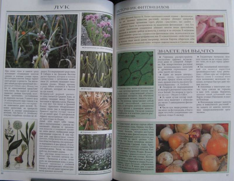 Иллюстрация 17 из 22 для Все о самых удивительных растениях - Неер Ян Ван дер | Лабиринт - книги. Источник: Solen
