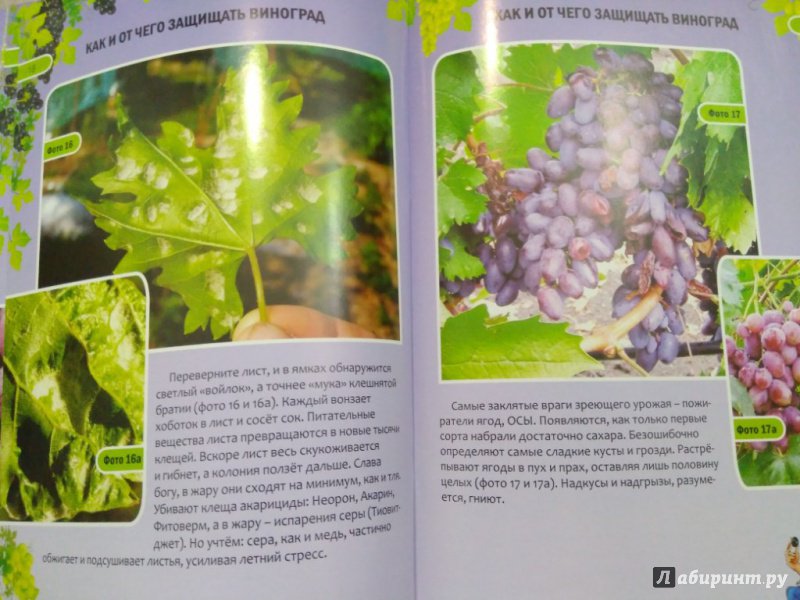 Иллюстрация 11 из 17 для Как и от чего защищать виноград - Николай Курдюмов | Лабиринт - книги. Источник: Тайна