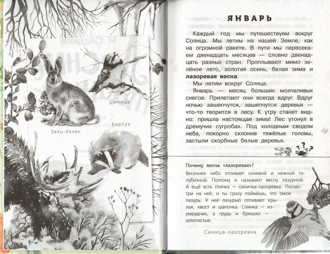 Иллюстрация 15 из 24 для Лесные тайнички - Николай Сладков | Лабиринт - книги. Источник: Лабиринт