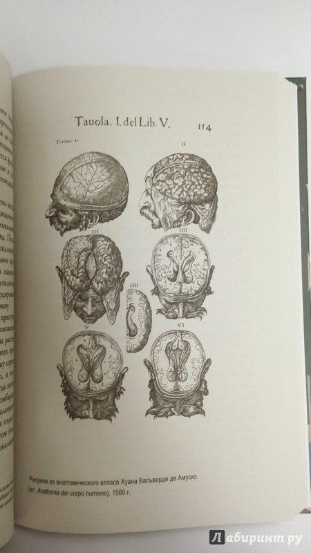 Иллюстрация 18 из 46 для Мозг. Тайны разума - Уайлдер Пенфилд | Лабиринт - книги. Источник: Черная  Ксения