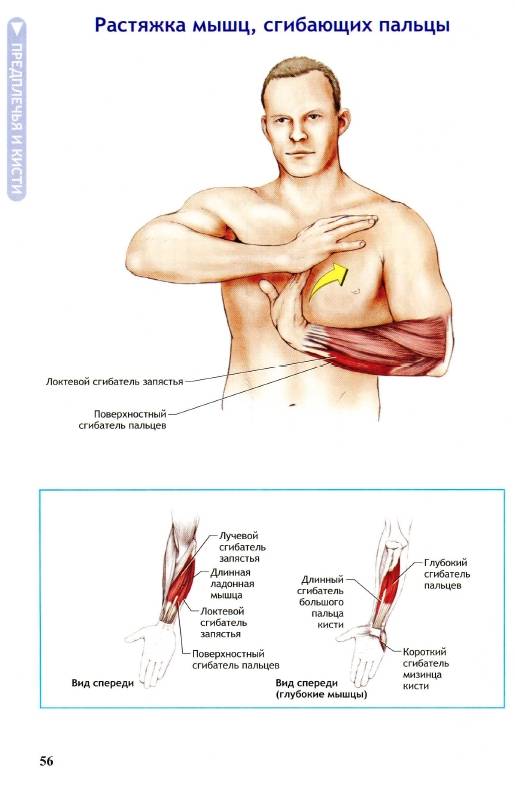Иллюстрация 27 из 36 для Анатомия упражнений на растяжку - Нельсон, Кокконен | Лабиринт - книги. Источник: Joker