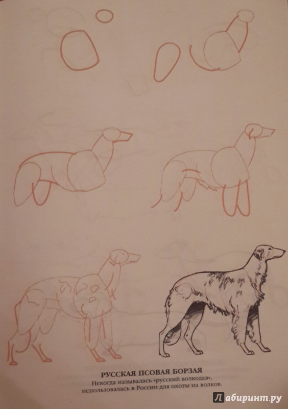 Иллюстрация 6 из 14 для Рисуем 50 собак - Ли Эймис | Лабиринт - книги. Источник: Чирков  Николай Викторович
