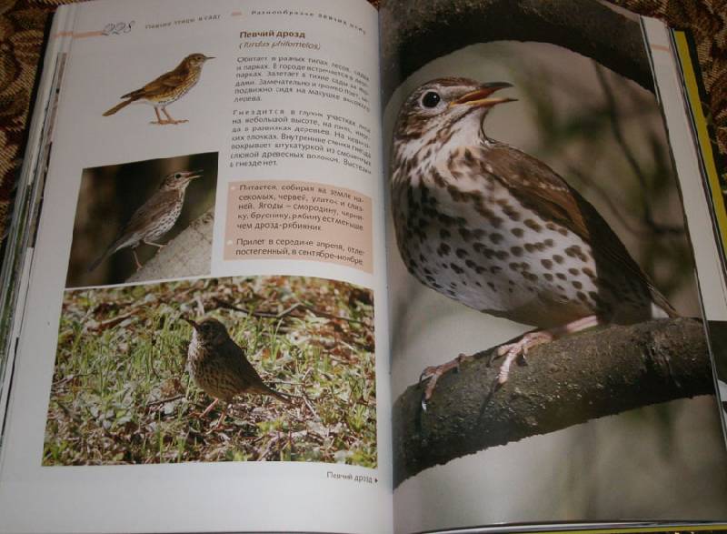 Иллюстрация 8 из 14 для Певчие птицы - Митителло, Хромушин | Лабиринт - книги. Источник: Ёжик