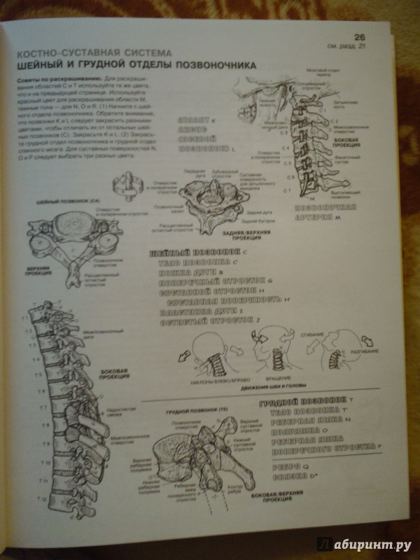 Иллюстрация 40 из 65 для Анатомия человека. Атлас-раскраска - Элсон, Кэпит | Лабиринт - книги. Источник: Юлиячитатель