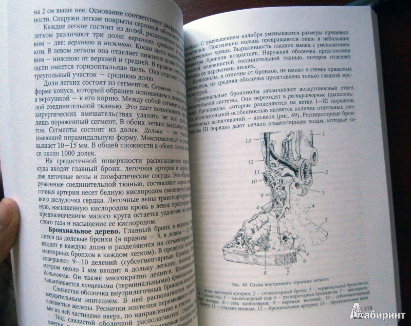 Иллюстрация 8 из 16 для Основы медицинских знаний (анатомия, физиология, гигиена человека и оказание первой помощи) - Гайворонский, Гайворонский, Виноградов, Ничипорук | Лабиринт - книги. Источник: D8  _