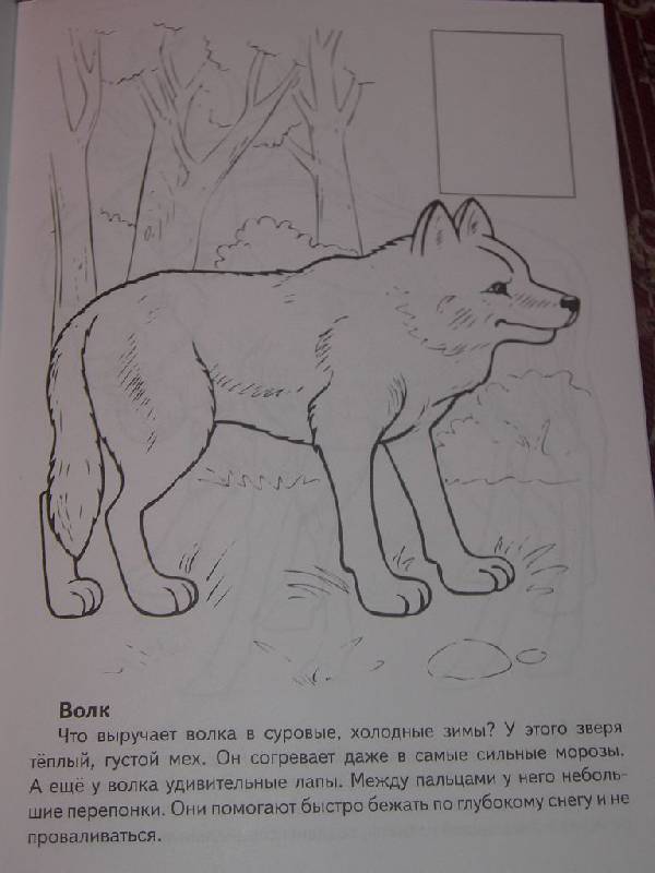 Иллюстрация 4 из 7 для Животные Европы. Книжка-раскраска с наклейками - О. Комарова | Лабиринт - книги. Источник: Iwolga
