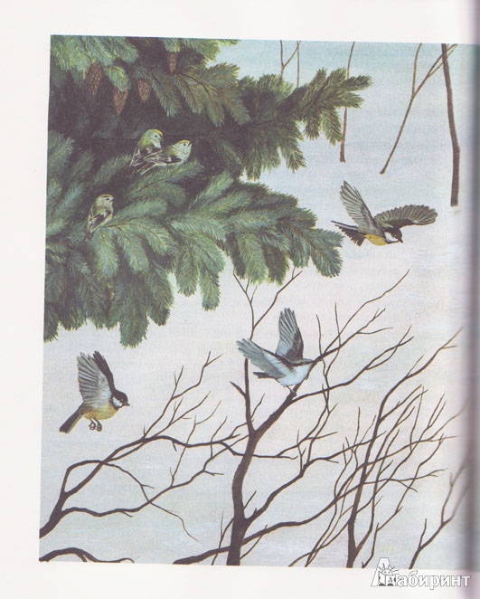 Иллюстрация 29 из 49 для Лесные разведчики - Виталий Бианки | Лабиринт - книги. Источник: Ёжик