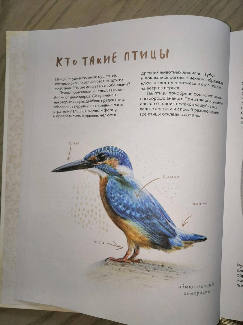 Иллюстрация 141 из 156 для Птицы в городе. Где найти и как узнать - Анна Васильева | Лабиринт - книги. Источник: Tatiana_Ru
