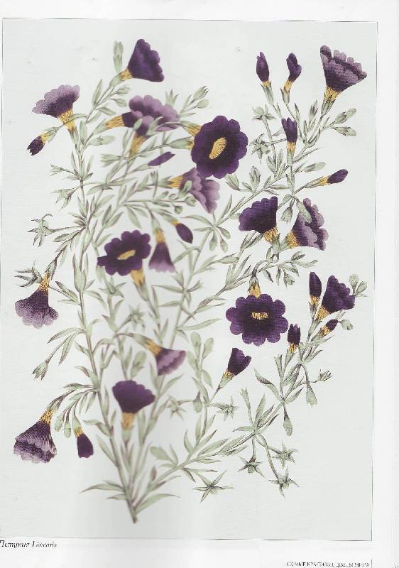 Иллюстрация 44 из 44 для Самые красивые цветы мира | Лабиринт - книги. Источник: Наталья Плотникова