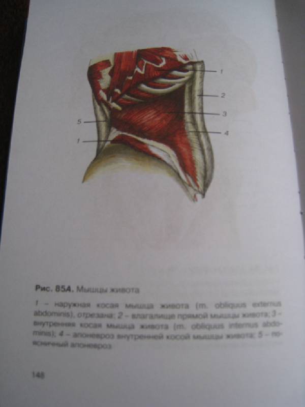 Иллюстрация 4 из 4 для Атлас анатомии человека - Галина Голубкова | Лабиринт - книги. Источник: Ирима