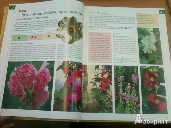 Иллюстрация 10 из 17 для Библия садовых растений - Березкина, Григорьева | Лабиринт - книги. Источник: lettrice
