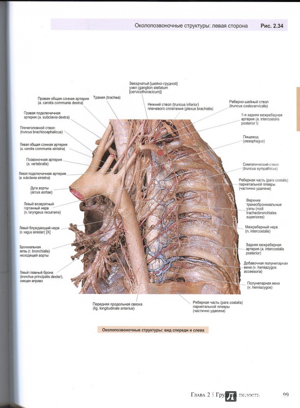 Иллюстрация 8 из 22 для A.D.A.M. Атлас анатомии человека - Олсон, Павлина | Лабиринт - книги. Источник: Andrey29