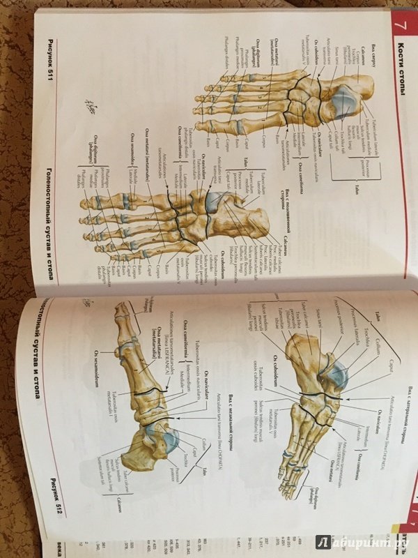 Иллюстрация 47 из 50 для Атлас анатомии человека - Фрэнк Неттер | Лабиринт - книги. Источник: Волков  Кирилл Николаевич