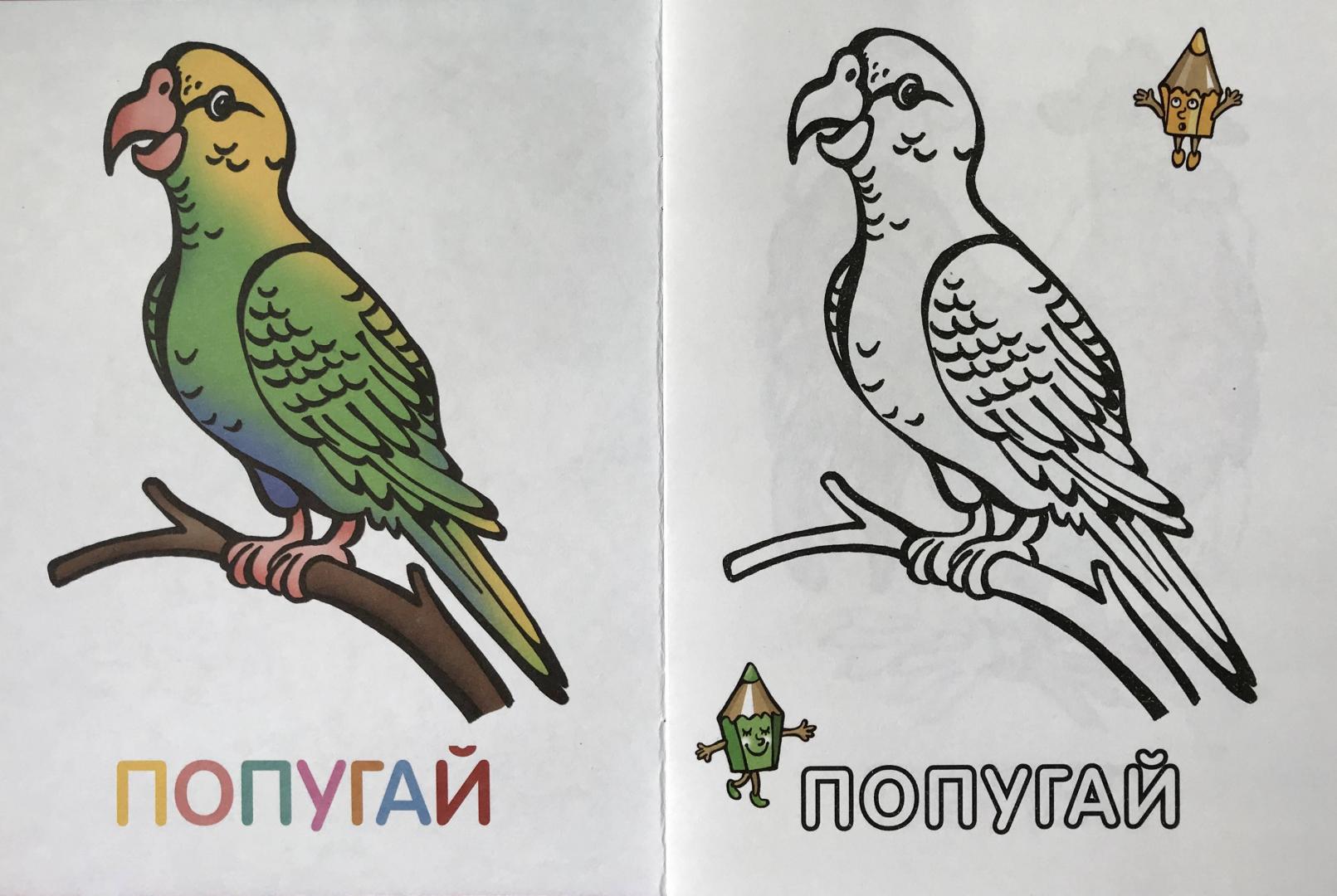 Иллюстрация 17 из 24 для Раскраска для малышей "Птицы" | Лабиринт - книги. Источник: Лабиринт