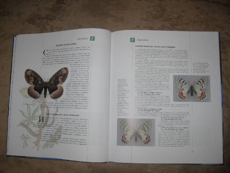 Иллюстрация 27 из 34 для Бабочки мира | Лабиринт - книги. Источник: Катерина Польская