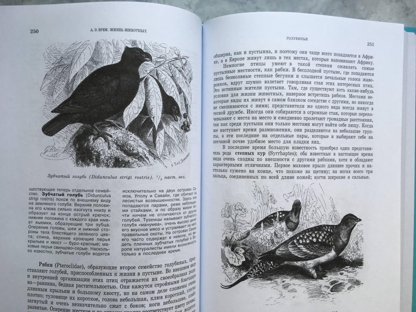 Иллюстрация 30 из 35 для Жизнь животных. В 3-х томах - Альфред Брем | Лабиринт - книги. Источник: Лабиринт Лабиринтович