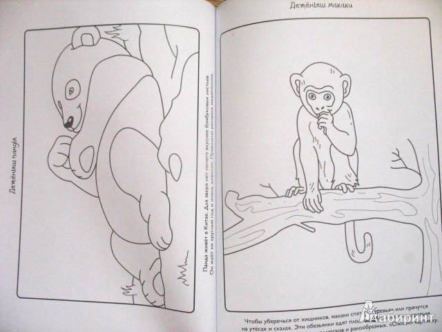 Иллюстрация 32 из 32 для Детёныши - Эмма Сэл | Лабиринт - книги. Источник: kolobus