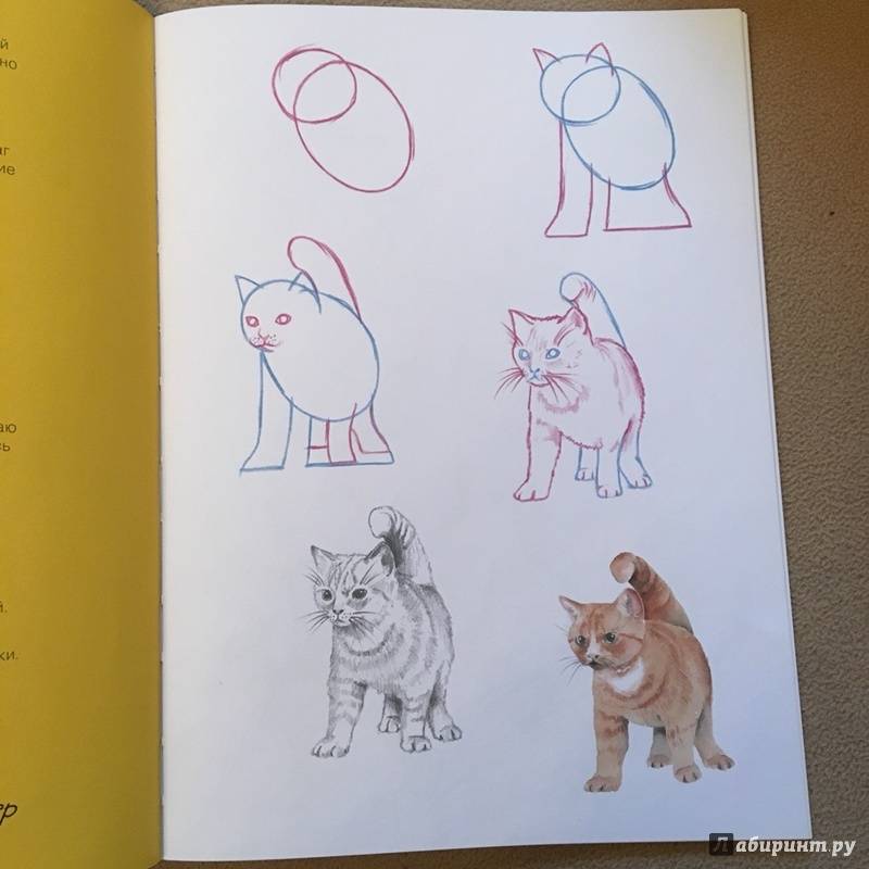 Иллюстрация 18 из 25 для Как нарисовать кошек? Просто! - Полли Пиндер | Лабиринт - книги. Источник: MarinaKarpiza
