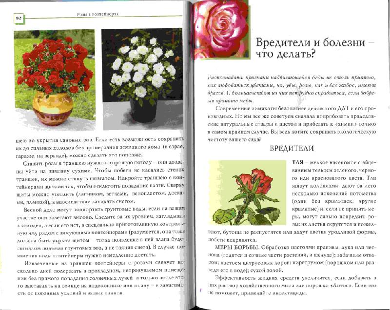 Иллюстрация 4 из 7 для Розы - Наталья Анзигитова | Лабиринт - книги. Источник: Lared