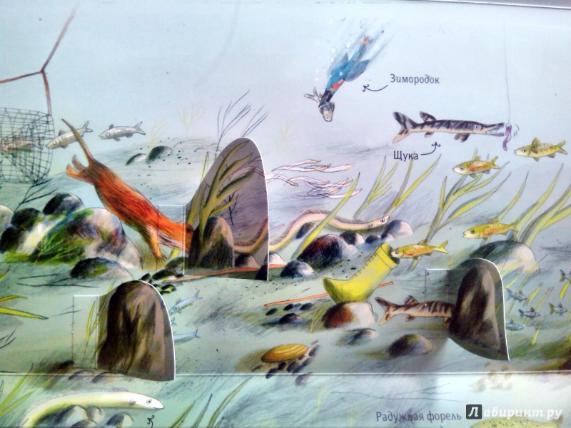Иллюстрация 14 из 72 для Природа над землей и под землей - Анн-Софи Боманн | Лабиринт - книги. Источник: Антонова  Саша