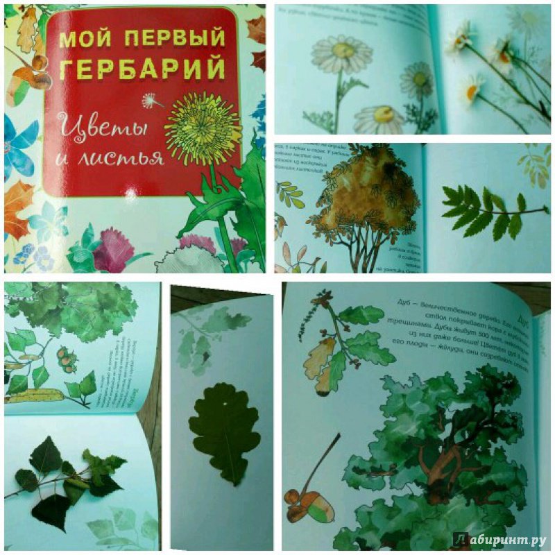 Иллюстрация 21 из 28 для Мой первый гербарий. Цветы и листья. ФГОС | Лабиринт - книги. Источник: peperin