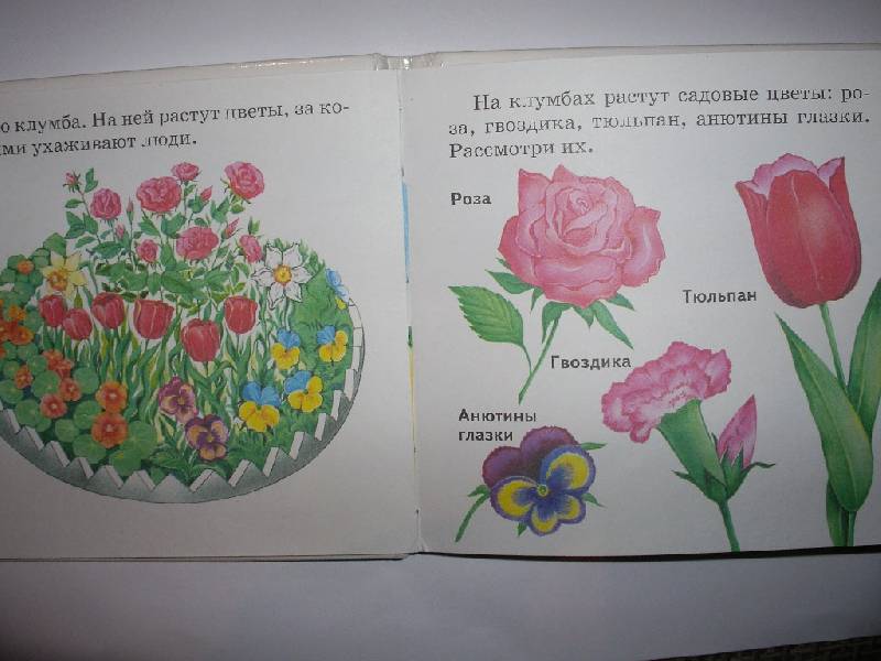 Иллюстрация 2 из 6 для Растения и животные - Инна Светлова | Лабиринт - книги. Источник: Tiger.