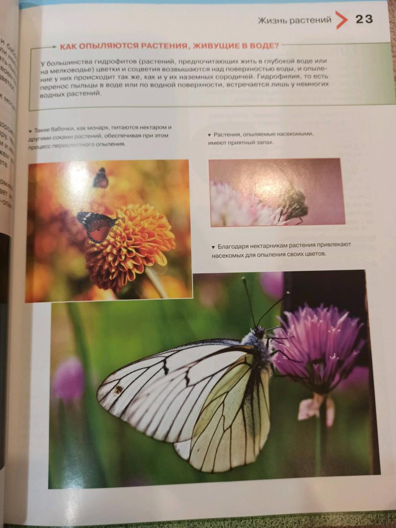 Иллюстрация 44 из 44 для Большая энциклопедия растений для детей - Brewer, Farndon | Лабиринт - книги. Источник: Лабиринт